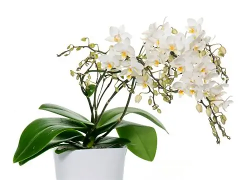 Orchid fertilizer