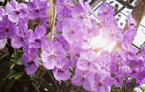 Vanda coerulea priežiūra