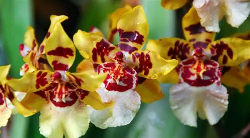 Fomente la floración de la orquídea Cambria