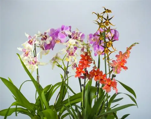 Cambria orchidea öntözése