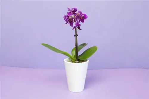 Arroser les mini-orchidées