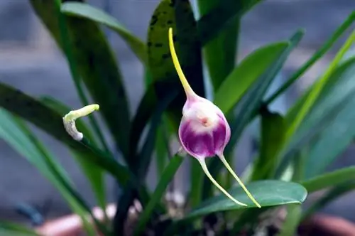 Piantatrice di orchidee su bonsai