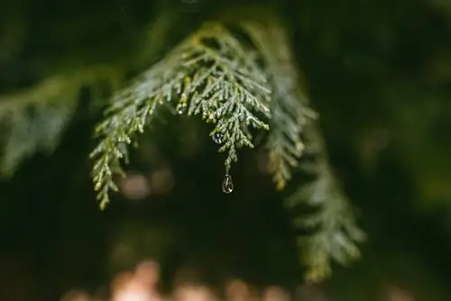 Cipresso d'irrigazione