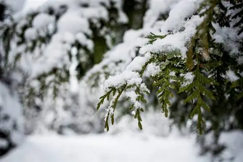 Givre de cyprès