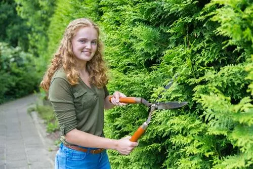 Sny van sipresbome: Dit is hoe jy die perfekte snit kry