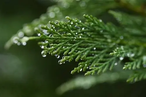 Ar kiparisas yra nuodingas? Pavojai žmonėms ir gyvūnams