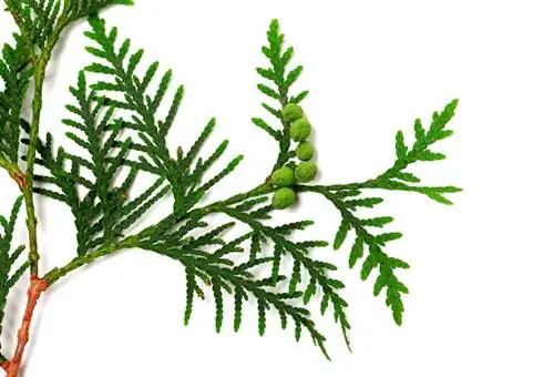 Thuja og sypress: forskjeller og likheter