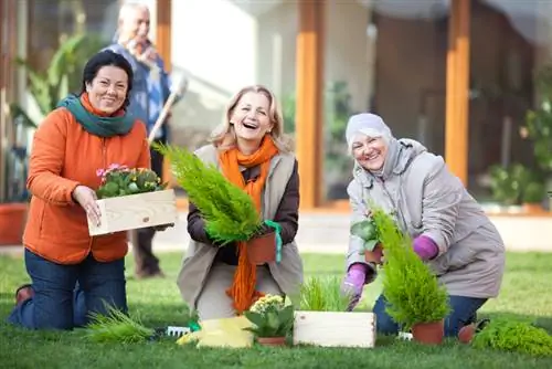 Sipres in die tuin: wenke vir ligging, plant en versorging