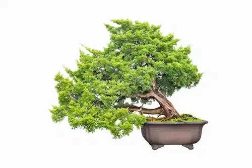 bonsai de cipreste