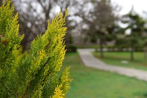 Cipresso giallo: consigli per la cura per prevenire lo scolorimento