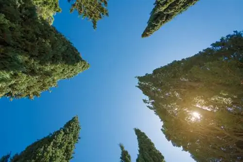 Ciprese na vrtu: nasveti za višino, rez in lokacijo