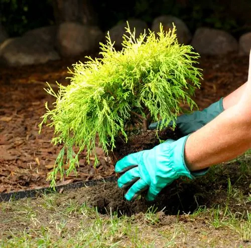 Cypress planting distance