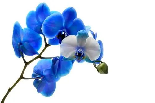 Blue orchid: mysterious beauty and its coloring