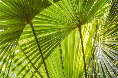 Specie di palme resistenti: gemme per il giardino