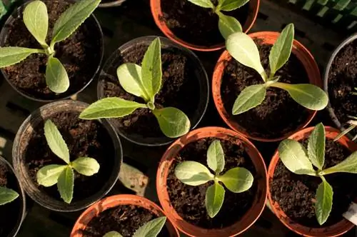 Successful artichoke propagation: instructions and tips