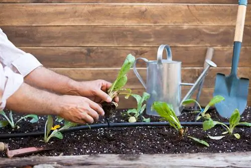 Cómo cultivar con éxito tus propias alcachofas: consejos y trucos