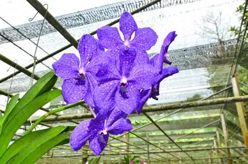 Orchidea naturalmente blu