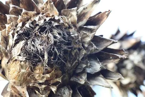 Artichoke di musim dingin: tindakan perlindungan dan musim dingin yang berlebihan