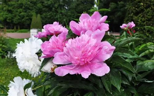 Pemangkasan pokok peony