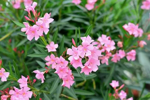 Pupuk oleander