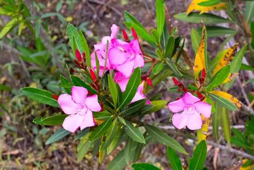 Oleander ወደ ቢጫነት ይለወጣል