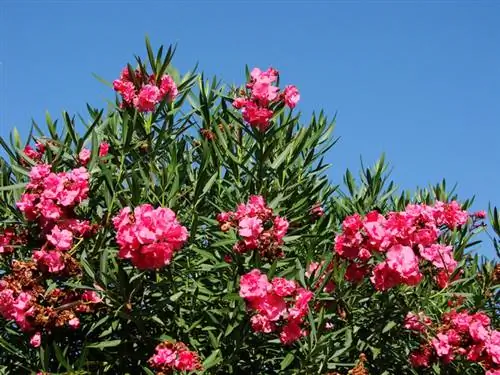 Sny oleander wanneer dit verbleik het