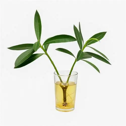 Propagating oleander offshoots: step-by-step instructions