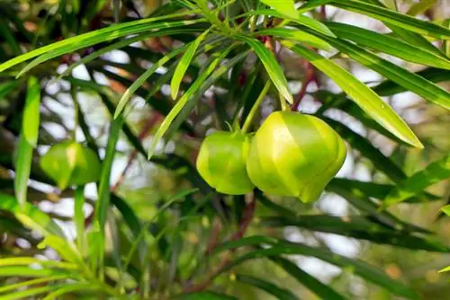 Geel oleander saai