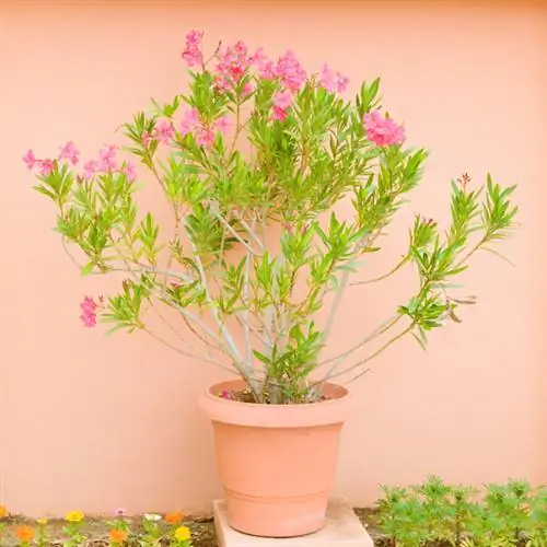 Planta em vaso de oleandro