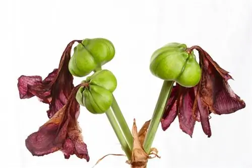 Dyrking av amaryllis fra frø - en trinn-for-trinn-veiledning