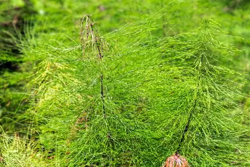 মাঠ horsetail সার