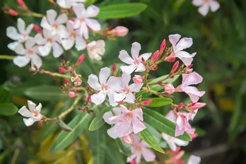 Oleander flowering lub sij hawm: Nws blooms los ntawm Lub rau hli ntuj mus rau lub Cuaj Hli