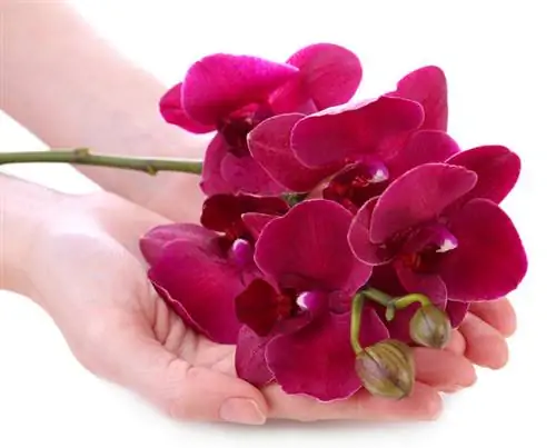 Orchids flower language