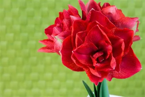 Soiuri uimitoare de amaryllis pentru decorarea grădinii tale de iarnă