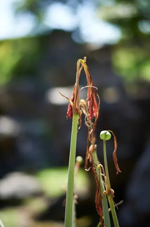 Amaryllis flowers faded? Here's how to cut them correctly