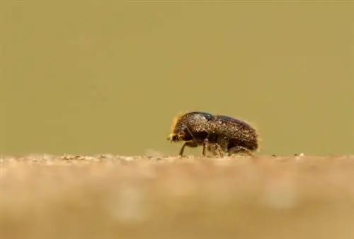 Blauwe spar: identificeer ongedierte en bestrijd ze effectief