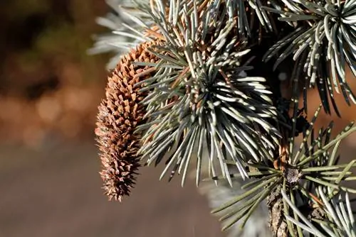 Brązowe igły na świerku niebieskim: jakie są przyczyny?