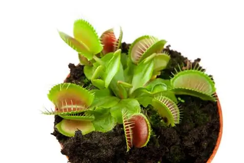 Sehemu ndogo ya Venus flytrap