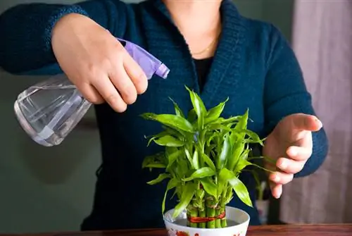 Lucky Bamboo Care: Bagaimana untuk memastikan dracaena anda sihat