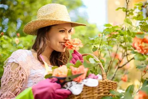 Poda de rosas no verão