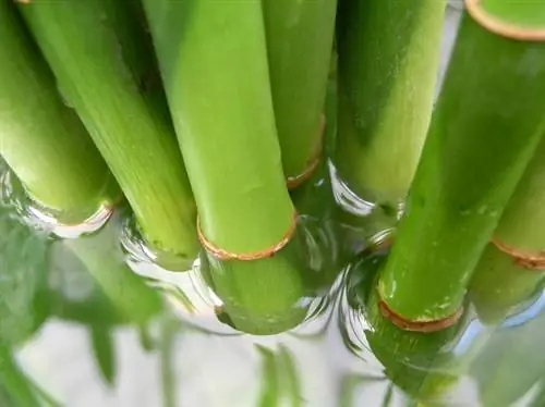 Lucky Bamboo. Ո՞ր պարարտանյութն է լավագույնը: