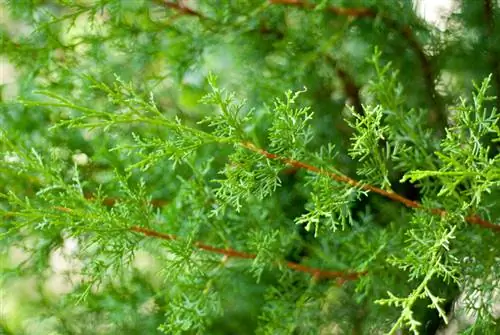 Leyland cypress dangerous