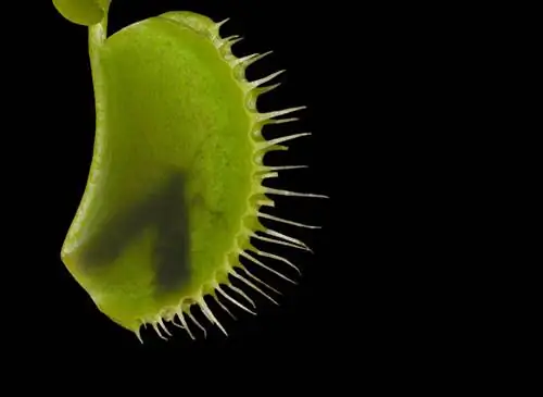 Venus flytrap prey