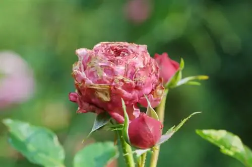 Rose diseases: Why the buds suffer and what helps