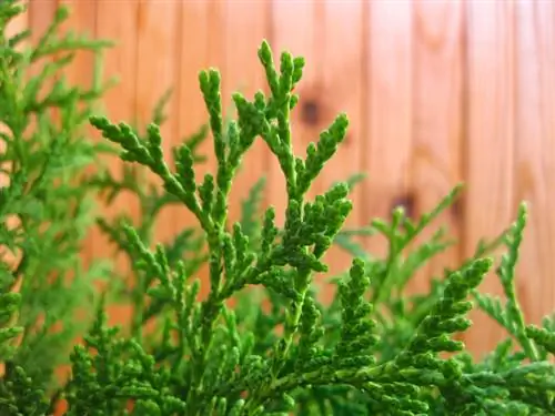 Mussel cypress cuttings