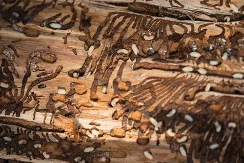 Cypress bark beetle