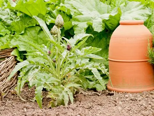 Gioia del giardinaggio con i carciofi: consigli per la coltivazione e la cura