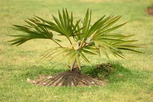 Palmbomen planten: hoe u exotisme in uw eigen tuin kunt bereiken