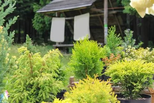 Cypress pot hardy