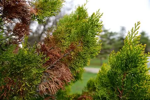 Cypress turns brown: causes & effective solution methods